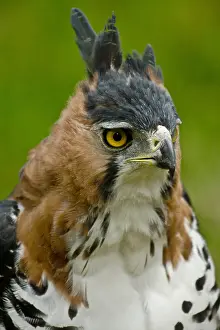 Close Up Bird Photos Drucke: Ornate Hawk Eagle