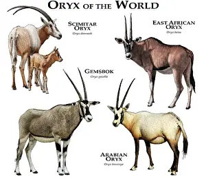 Drucke von Kollage aller ausgestorbenen Arten der Oryx Huftiere Drucke: Oryx der Welt
