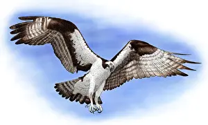 Osprey Bird Drucke: Osprey