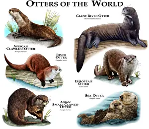 Otter der Welt