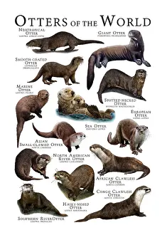 Otter Species Drucke: Otters of the World