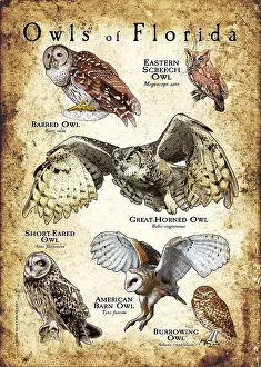 Wildlife In North America Drucke: Owls of Florida