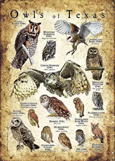 Birds Of Prey Illustrations Drucke: Owls of Texas