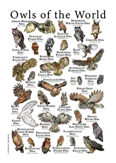 Drucke von Ein farbenfrohes Collage aus wissenschaftlich genauen Illustrationen verschiedener Arten der Eule Waldohreule Drucke: Eulen der Welt