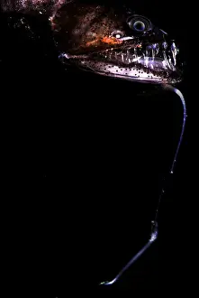 Deep Sea Fish Drucke: Pacific Blackdragon