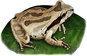 American Wildlife Art Drucke: Pacific Chorus Frog