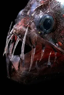 Pazifischer Vipernfisch