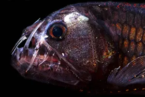 Deep Sea Fish Drucke: Pacific Viperfish