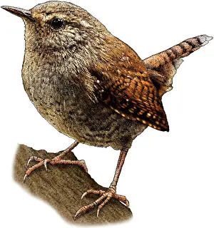 Wildlife Animal Illustrations Drucke: Pacific Wren