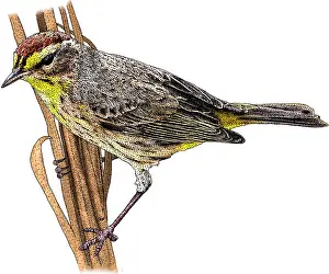 Palm-Schnäpper