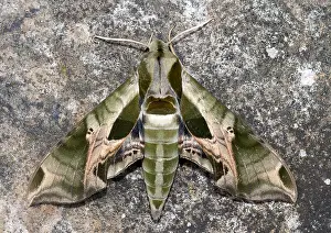 Lepidoptera Species Pictures Drucke: Pandorus Sphinx Moth, Eumorpha pandorus