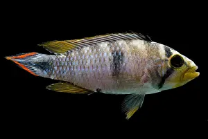 Peruvian Wildlife Drucke: Pandurini Apistogramma