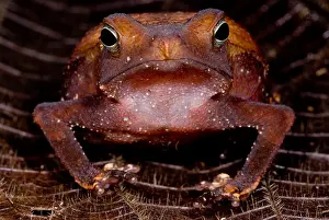 Peruvian Wildlife Drucke: Para Toad