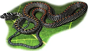 Snake Illustration Drucke: Paradise Tree Snake