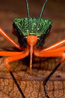 Amazon Rainforest Insects Drucke: Passion Vine Bug