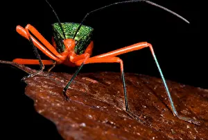 Colorful Insect Images Drucke: Passion Vine Bug