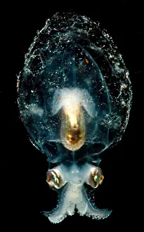 Deep Sea Creatures Drucke: Pelagic Octopus