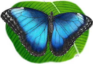 Blue Morpho Butterfly Drucke: Peleides Blue Morpho