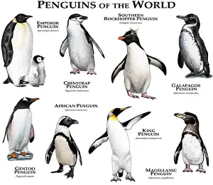 Verwandte Bilder Drucke: Pinguine der Welt