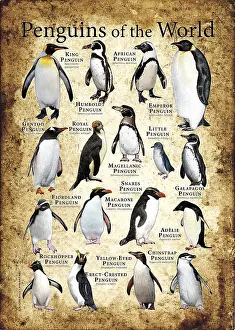Drucke von Ein farbenfrohes Collage aus wissenschaftlich genauen Illustrationen aller heutigen Pinguin-Arten, darunter einige der gefährdetsten Arten der Welt König Drucke: Ein farbenfrohes Collage wissenschaftlich genauer Illustrationen aller heutigen Pinguinarten