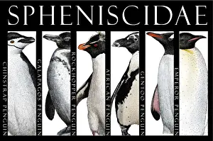 Wildlife Aquatic Birds Drucke: Penguins of the World
