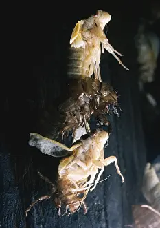 Insect Metamorphosis Stages Drucke: Periodical Cicada