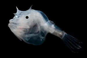 Deep Sea Creatures Drucke: Phantom Anglerfish