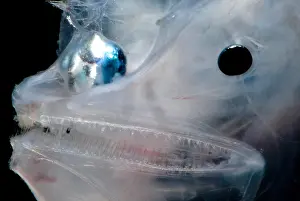 Gerahmter Druck : Phantom-Anglerfisch Gerahmter Druck : Phantom-Anglerfisch