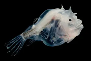 Gerahmter Druck : Phantom-Anglerfisch Gerahmter Druck : Phantom-Anglerfisch