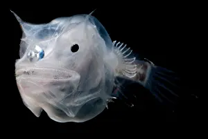 Deep Sea Fish Drucke: Phantom Anglerfish