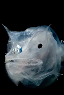 Deep Sea Fish Drucke: Phantom Anglerfish