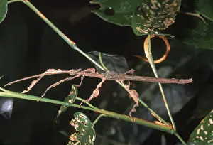 Peruvian Wildlife Drucke: Phasmid