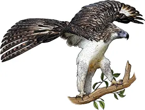 Endangered Bird Species Drucke: Philippine Eagle, Illustration