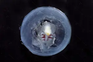 Deep Sea Creatures Drucke: Phronima