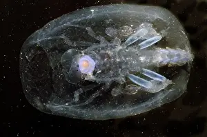 Deep Sea Creatures Drucke: Phronima
