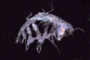 Gerahmter Druck : Phronima. Diese Art von Phronima, einem Amphipoden-Krustentier Gerahmter Druck : Phronima. Diese Art von Phronima, einem Amphipoden-Krustentier