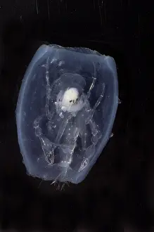 Gerahmter Druck : Phronima. Diese Art von Phronima, ein Amphipoden-Krustentier Gerahmter Druck : Phronima. Diese Art von Phronima, ein Amphipoden-Krustentier