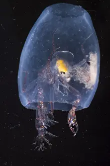 Deep Sea Creatures Drucke: Phronima