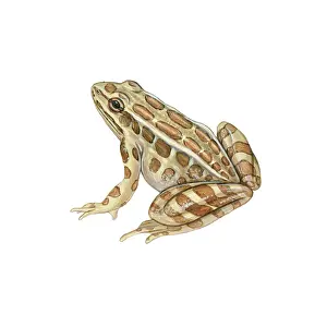 Vertebrate Animals Drucke: Pickerel Frog