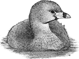North American Waterfowl Drucke: Pied Billed Grebe