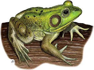American Wildlife Art Drucke: Pig Frog