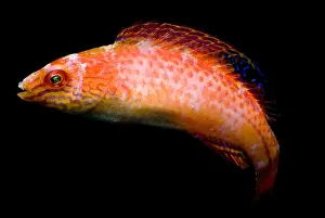 Colorful Ocean Animals Drucke: Pink-Margin Wrasse