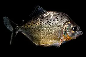 South American Vertebrates Drucke: Piranha