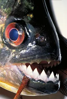 Marine Life Images Drucke: Piranha