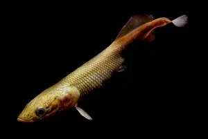 Amazon River Fish Drucke: Pirarucu