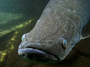 Vulnerable Wildlife Species Drucke: Pirarucu or Arapaima