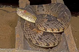 Pit Viper Species Drucke: Pit Viper