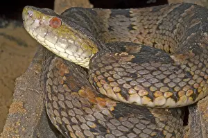 Pit Viper Species Drucke: Pit Viper