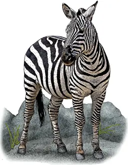 African Plains Zebra Drucke: Plains Zebra