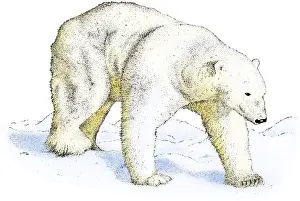 Polar Bear Illustration Drucke: Polar Bear
